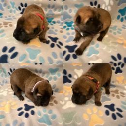Girl 3 - Fawn female Belgian Malinois puppy in Alger, Michigan from Aspen’s Edge Kennel