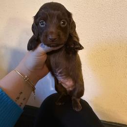 Snickers - Chocolate male Dachshund puppy in Maidsville, West Virginia from L&B Lowriders