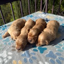 Boy 6 - Golden male Golden Retriever puppy in San Jacinto, California from Golden Retriever Puppy Bliss