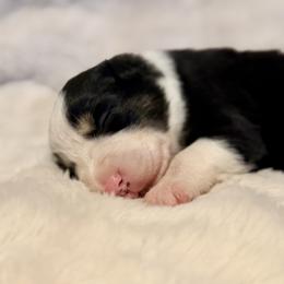 Girl 3 - Black and white female Border Collie puppy in Morriston, Florida from Garcia Family Farms
