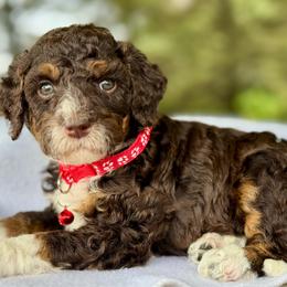 Red - Tri-color male Bernedoodle puppy in Hesperia, Michigan from Red Acres Poodles & Doodles