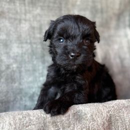 Mayor - Black male Miniature Schnauzer puppy in La Mirada, California from SchnauzersRus