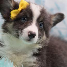 Dolly - Gray and white female American Corgi puppy in Lithia, Florida from Diamondcrest Inc