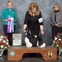 Libby - Cocker Spaniel