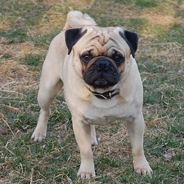 Loki - Pug