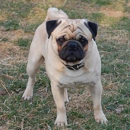 Loki - Pug