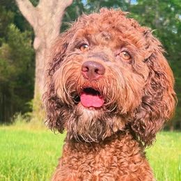 Ginny - Cockapoo