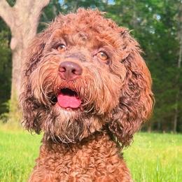 Ginny - Cockapoo