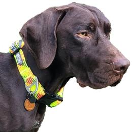 Sammy - German Shorthaired Pointer