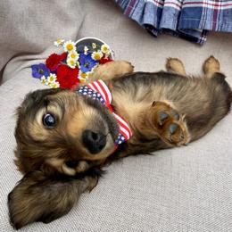 Boggle - Red male Dachshund puppy in Michigan from Hidden Haven Dachshunds