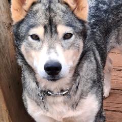 Zahra - Native American Indian Dog