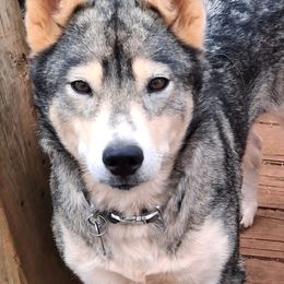 Zahra - Native American Indian Dog