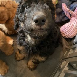 Goldendoodle Puppies from BB Doodles