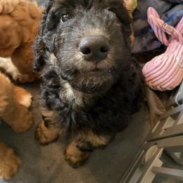 Goldendoodle Puppies from BB Doodles