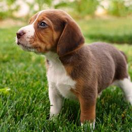 Snickers - Brown white and tan male Beagle puppy in Gunnison, Utah from Desert Sage Beagles