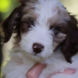 Aspen - Red merle female Aussiedoodle puppy in Churchville, New York from Bluebird Family Farm