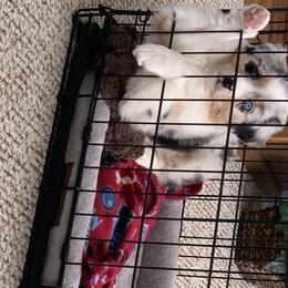 Australian Shepherd Puppies from Siercks Ranch Aussies