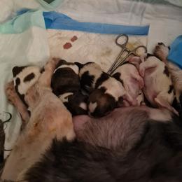 Boy 2 - Tricolor male Shih Tzu puppy in Bethlehem, Pennsylvania from Cinnamon's Shih Tzus