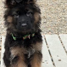 Green - Black and red female German Shepherd puppy in Melrose, Massachusetts from Farrenhaus