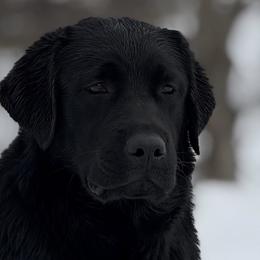 Labrador Retriever puppies from Otter Labradors