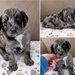 Brinx Jr. - Merle male Goldendoodle puppy in Delphos, Ohio from Route 66 Poodles & Doodles, Sapphire Shih-tzu's of Ohio