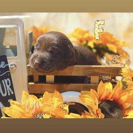 Yellow Female - Chocolate female Labrador Retriever puppy in Carrollton, Virginia from Southern Heritage Retrievers