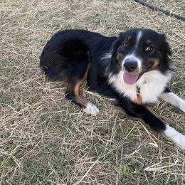 Bullet - Miniature Australian Shepherd