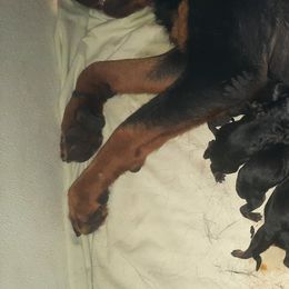 Rottweiler Puppies from Von Liebenhaus Rottweilers