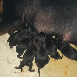 Rottweiler Puppies from Von Liebenhaus Rottweilers