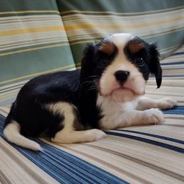Dot - Tri-color female Cavalier King Charles Spaniel puppy in Soddy Daisy, Tennessee from Cocoa Cavaliers
