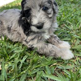 Aussiedoodle and Poodle Puppies from Socal Aussiedoodles