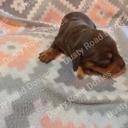 Elizabeth - Chocolate and tan female Dachshund puppy in Blanchard, Oklahoma from Dusty Road Doxies