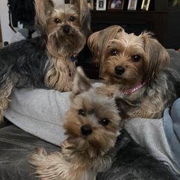 Yorkshire Terriers from The Yorkie Playpen