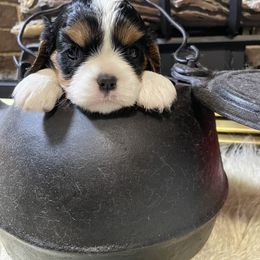 Cavalier King Charles Spaniel Puppies from Rohus Puppies