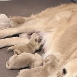 Sweet Home - Dark golden female Golden Retriever puppy in Warrenton, Virginia from Four Lochs LLC