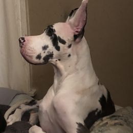 Sugar - Great Dane
