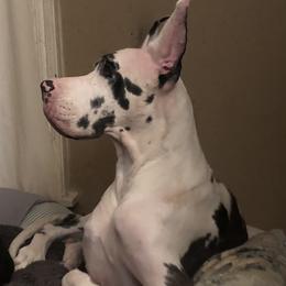 Sugar - Great Dane
