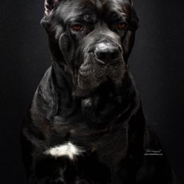 Exodus - Cane Corso