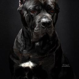 Exodus - Cane Corso