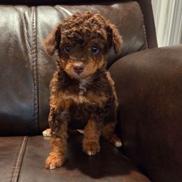 Penny - Red phantom female Aussiedoodle puppy in Haleyville, Alabama from The Cuddly Dood Ranch