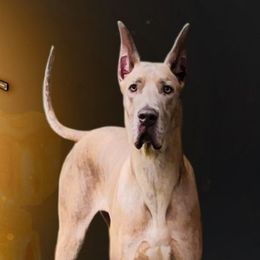 Honey - Great Dane