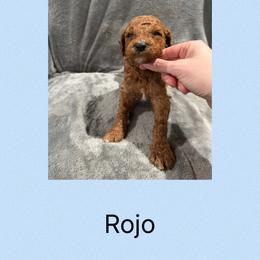 Rojo - Red male Irish Doodle puppy in Harrisburg, Arkansas from Ransone’s Ridge Runners Poodles and Doodles
