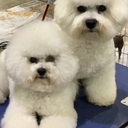 Bichon Frises from Drumhills Kennel