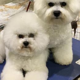 Bichon Frises from Drumhills Kennel