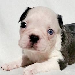 Bowie - Red male Boston Terrier puppy in Priest River, Idaho from Hoo Doo Boston Terriers of North Idaho