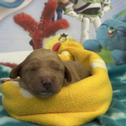 Bo Peep-purple collar - Red  female Goldendoodle puppy in Chino Valley, Arizona from Whiskey Row Royals