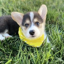 Pembroke Welsh Corgi Puppies from Cactus Corgis