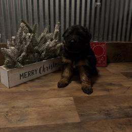 Snowflake - Black and red female German Shepherd puppy in Ridgeville, Indiana from McCord’s Standard Aussies