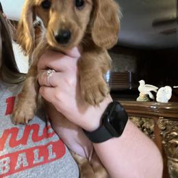Dachshund Puppies from EB's Cajun Lil' Doxies