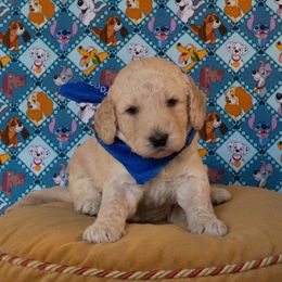 Pongo - Cream male Goldendoodle puppy in Rocklin, California from FurEver Yours Goldendoodles